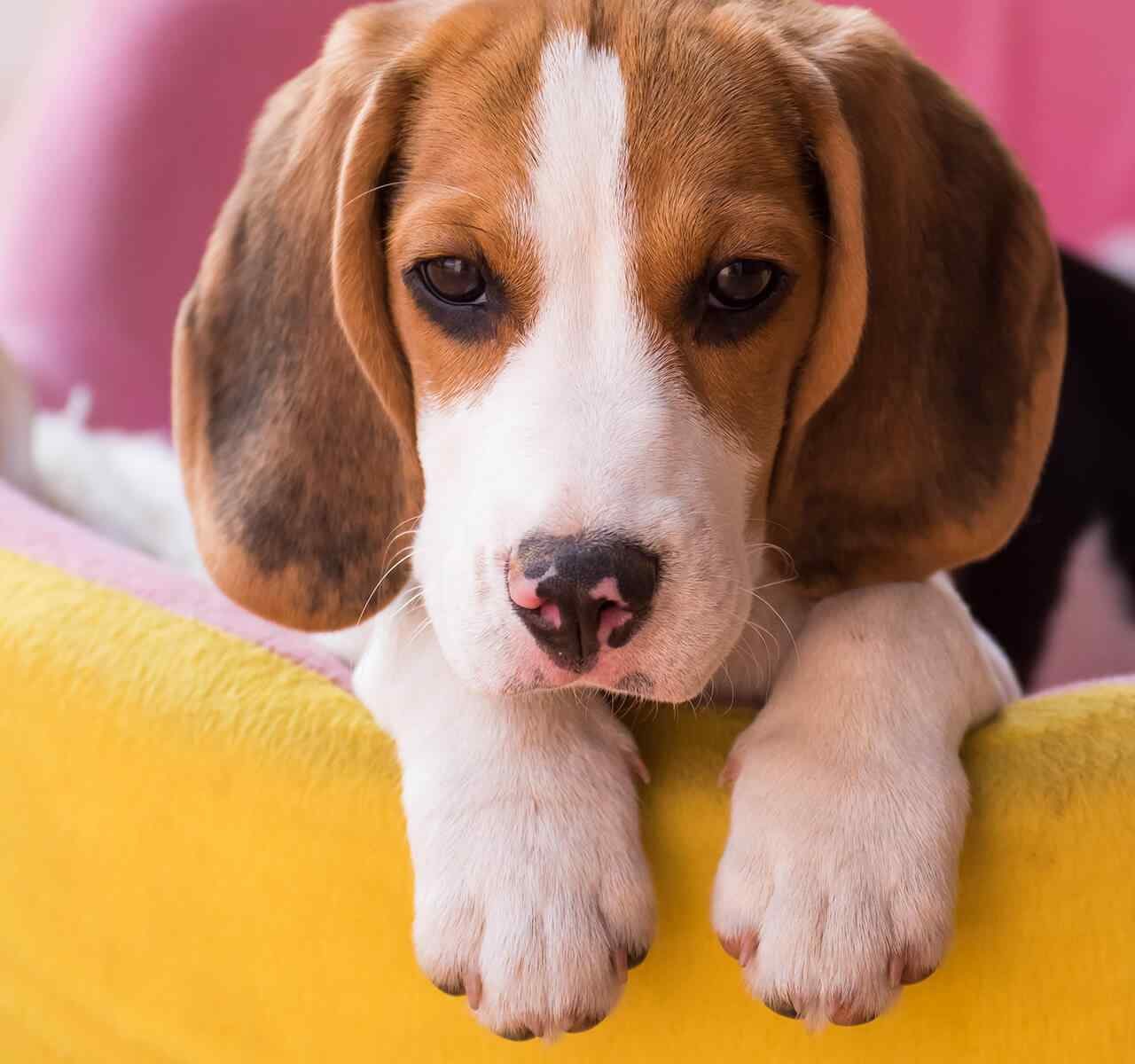 https://agropec.com.pt/wp-content/uploads/2018/09/post_02-1280x1200.jpg